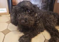 Snappi nie może umrzeć... nie teraz, kiedy jego opiekunka tak bardzo go potrzebuje! POMOCY!