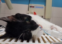 Borsuk szczerbatek - konieczna była pomoc kociego dentysty... POMOŻESZ?