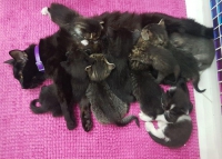 Dziewięć kocich sierotek BŁAGA O TWOJĄ POMOC!