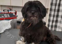 Tosia była w stanie zagrożenia życia - jak mieliśmy odmówić poMOCY?