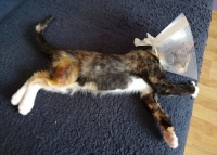 Fifi – malutka, 10-tygodniowa koteczka walczy o sprawność! POMÓŻ!