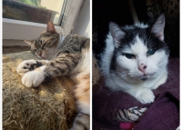 Amadeusz i Gapcia- historia o kotkach dwóch, które jeść nie mogą i umrą jeśli im nie pomożemy...