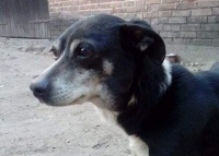 Pluszek ma 10 lat, padaczkę i raka. Całe życie spędził na łańcuchu… ODMIENISZ JEGO LOS?