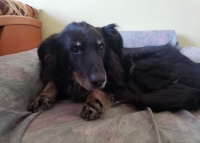 Opiekunka choruje na nowotwór, a jej jedyna przyjaciółka – Vera na serce! Błagamy o poMOC!