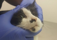 Czarny nie może jeść, cierpi – zbiera na badania i zabieg usunięcia zębów! POMÓŻ!