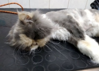 Kicia potrzebuje 320 zł by spłacić dług za nowy życiowy start… Pomożesz?