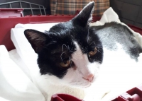 Zuzia to kocia starsza pani, tak jak jej opiekunka… Obie proszą o poMOC!