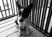 Ozzy- psiak, który miał skończyć w przydrożnym rowie walczy o nowe życie...