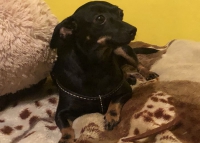 Saba i Pusia- ile kosztuje szczęście i zdrowie? Czasem wystarczy 500 zł...